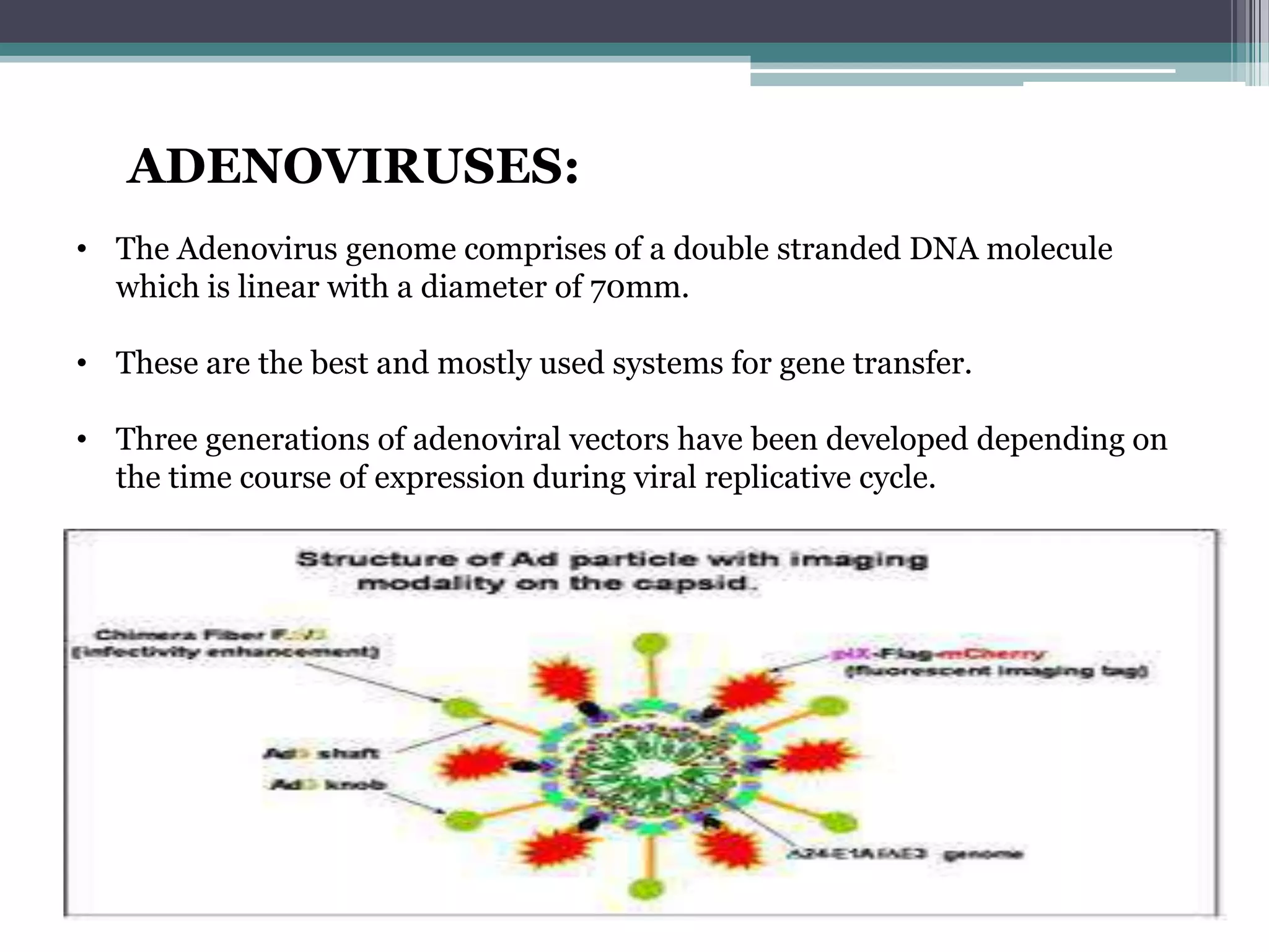 ADENOVIRUSES:
• The Adenovirus genome comprises of a double stranded DNA molecule
  which is linear with a diameter of 70mm.

• These are the best and mostly used systems for gene transfer.

• Three generations of adenoviral vectors have been developed depending on
  the time course of expression during viral replicative cycle.
 