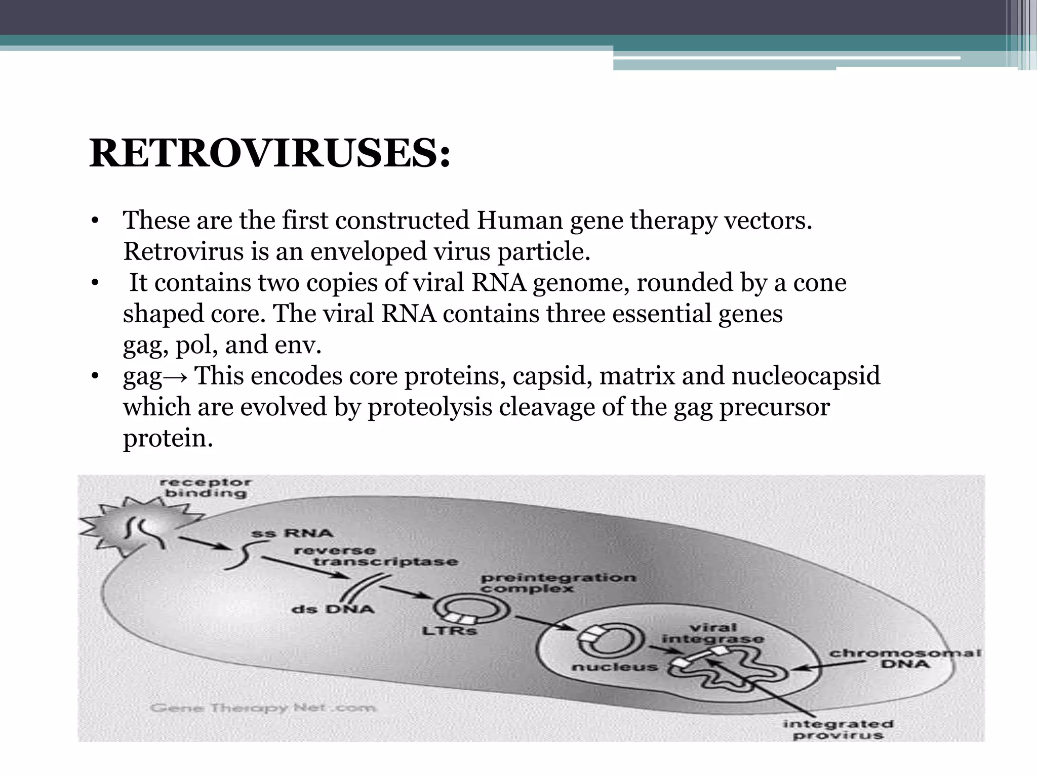 RETROVIRUSES:
• These are the first constructed Human gene therapy vectors.
  Retrovirus is an enveloped virus particle.
• It contains two copies of viral RNA genome, rounded by a cone
  shaped core. The viral RNA contains three essential genes
  gag, pol, and env.
• gag→ This encodes core proteins, capsid, matrix and nucleocapsid
  which are evolved by proteolysis cleavage of the gag precursor
  protein.
 