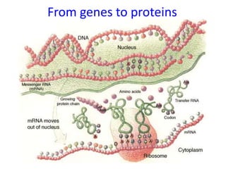 From genes to proteins
 