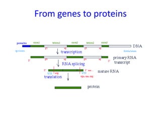 From genes to proteins
 