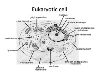 Eukaryotic cell
 