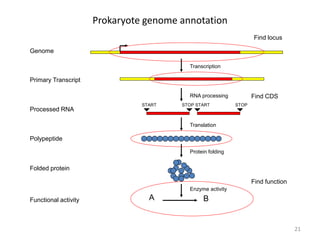 Prokaryote genome annotation
21
Genome
START STOP
A B
Transcription
Primary Transcript
Processed RNA
Polypeptide
Folded protein
Functional activity
Translation
Protein folding
Enzyme activity
RNA processing
Find locus
Find CDS
Find function
START STOP
 