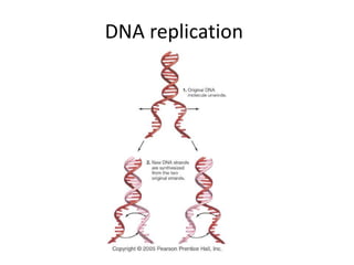 DNA replication
 