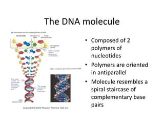 The DNA molecule
• Composed of 2
polymers of
nucleotides
• Polymers are oriented
in antiparallel
• Molecule resembles a
spiral staircase of
complementary base
pairs
 