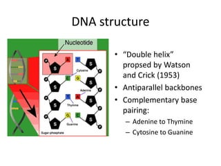 DNA structure
• “Double helix”
propsed by Watson
and Crick (1953)
• Antiparallel backbones
• Complementary base
pairing:
– Adenine to Thymine
– Cytosine to Guanine
 