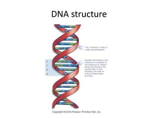DNA structure
 