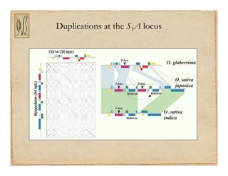Gene discovery application_rice