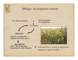 Gene discovery application_rice