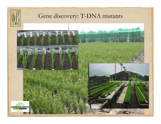 Gene discovery application_rice