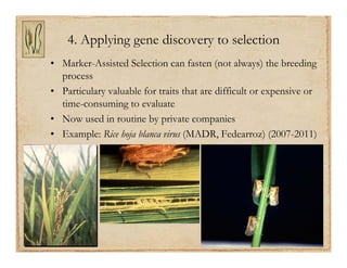 Gene discovery application_rice