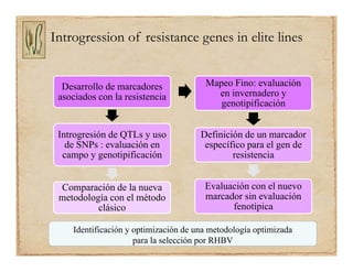 Gene discovery application_rice