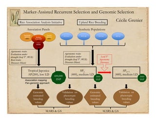 Gene discovery application_rice