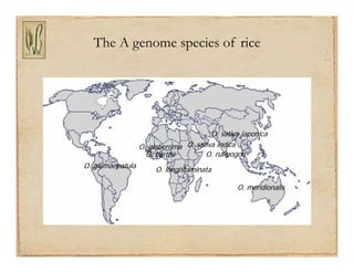 Gene discovery application_rice