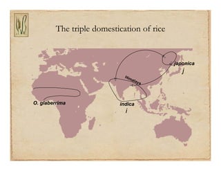 Gene discovery application_rice