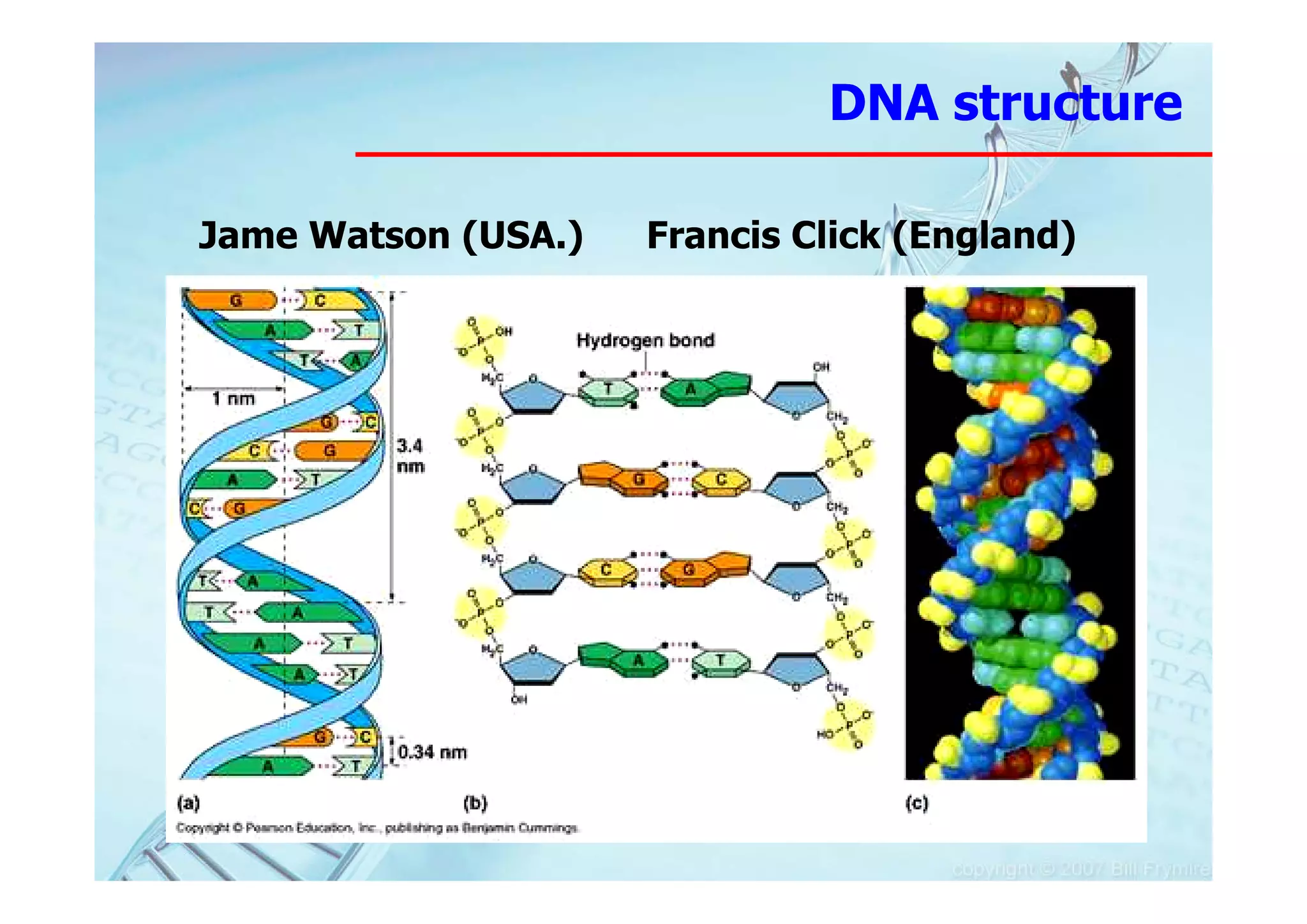 DNA structure

Jame Watson (USA.)   Francis Click (England)
 