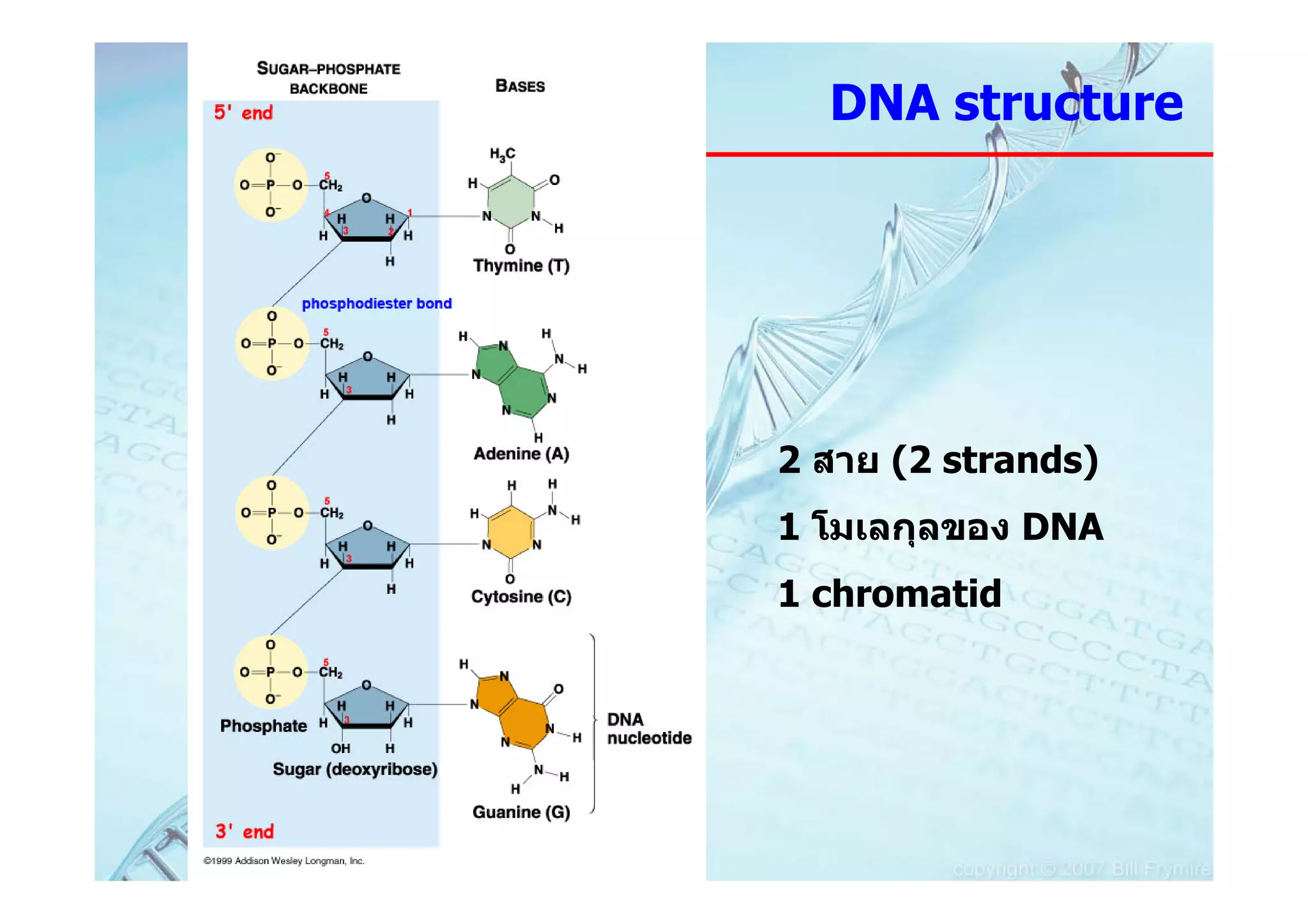 DNA structure




2 สาย (2 strands)
1 โมเลกุลของ DNA
1 chromatid
 