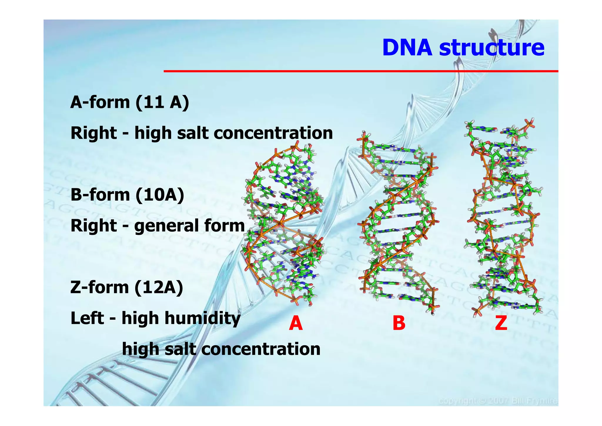 DNA structure

A-form (11 A)
Right - high salt concentration


B-form (10A)
Right - general form


Z-form (12A)
Left - high humidity     A        B        Z
      high salt concentration
 