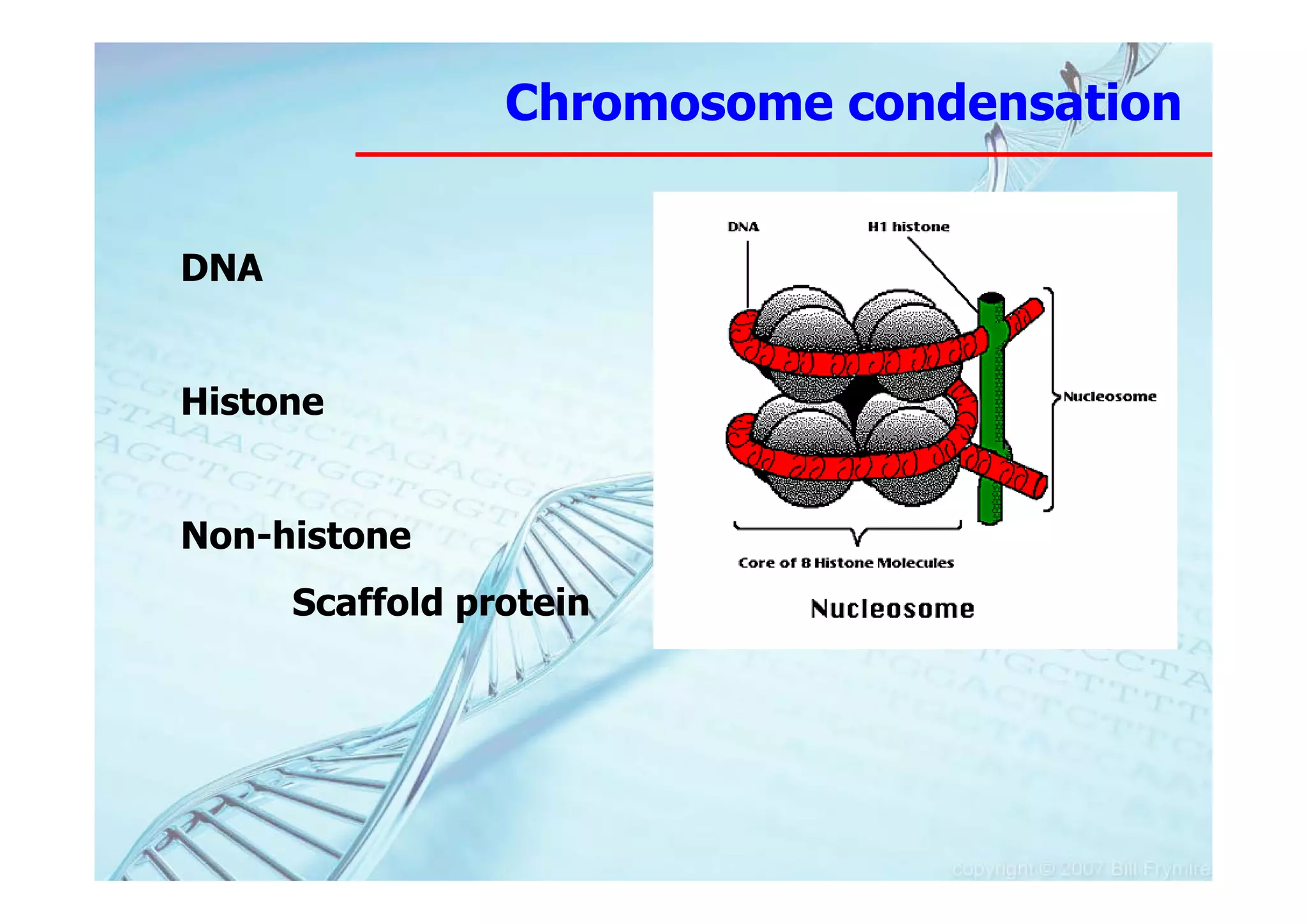Chromosome condensation


DNA


Histone


Non-histone
      Scaffold protein
 