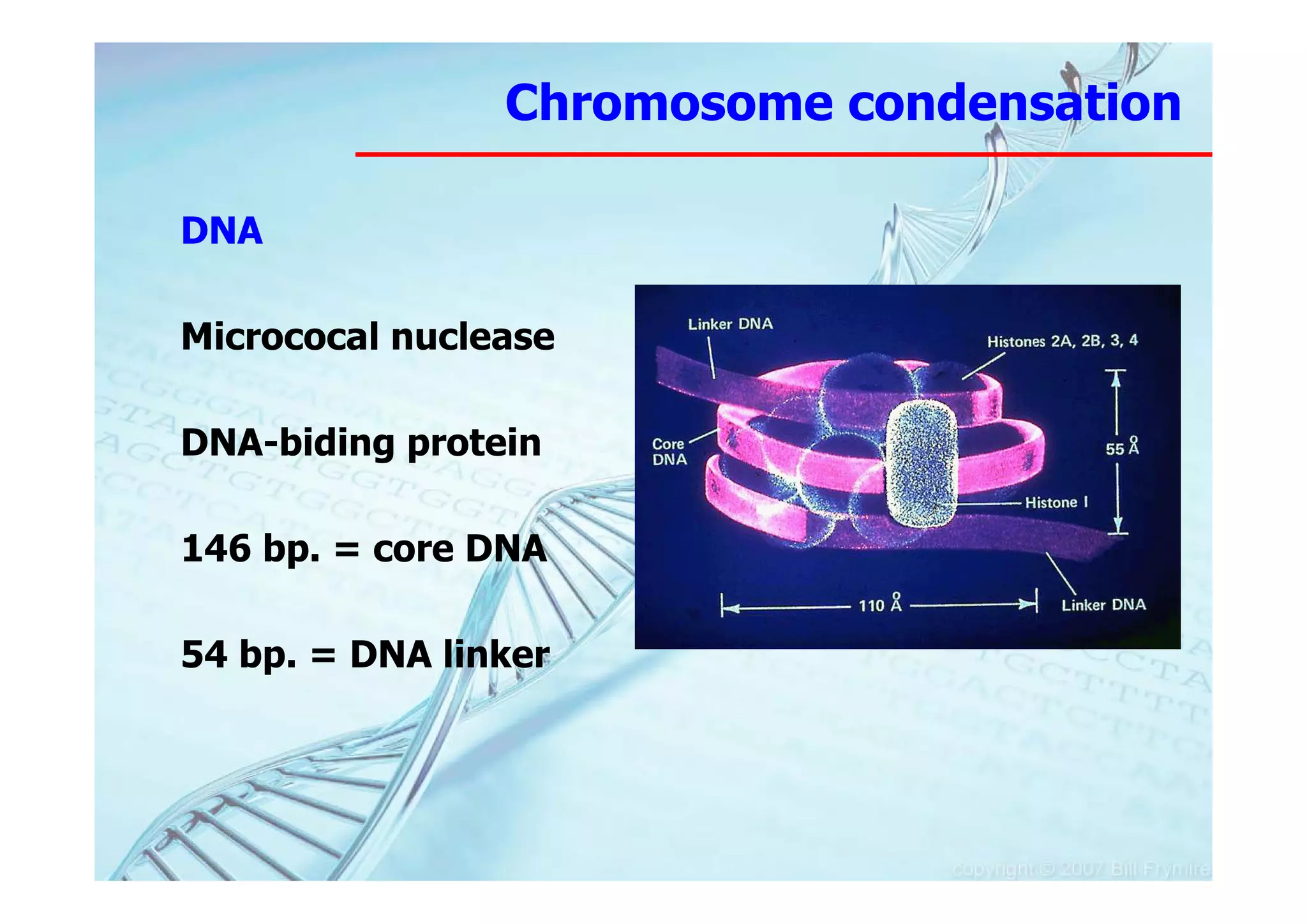 Chromosome condensation

DNA

Micrococal nuclease

DNA-biding protein

146 bp. = core DNA

54 bp. = DNA linker
 