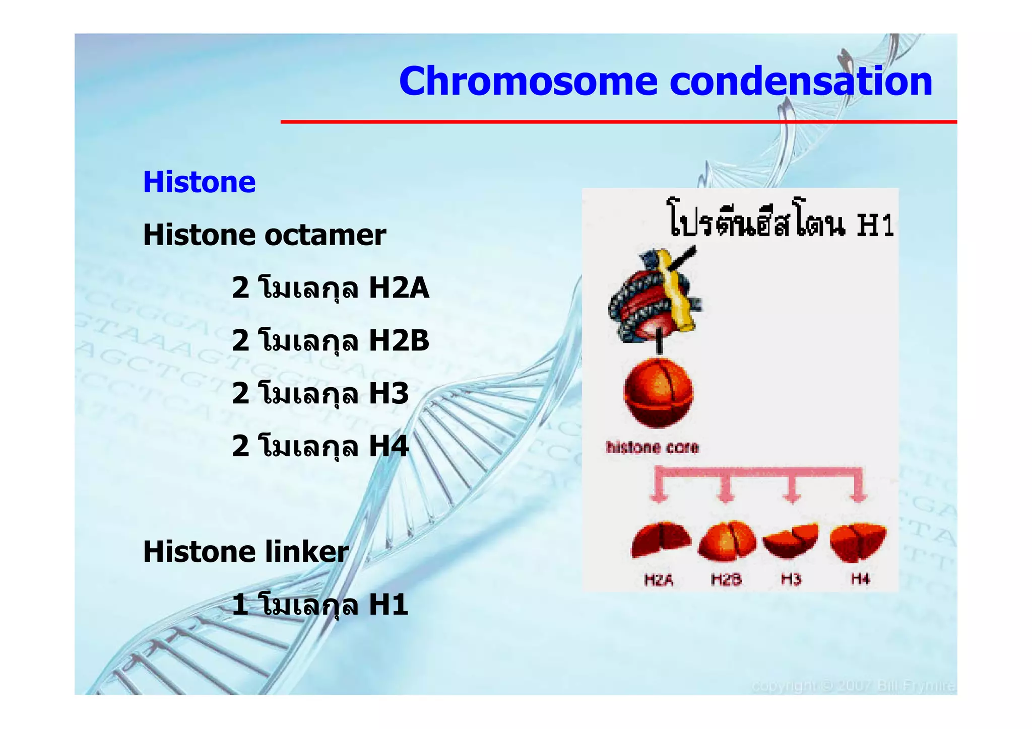 Chromosome condensation

Histone
Histone octamer
     2 โมเลกุล H2A
     2 โมเลกุล H2B
     2 โมเลกุล H3
     2 โมเลกุล H4


Histone linker
     1 โมเลกุล H1
 