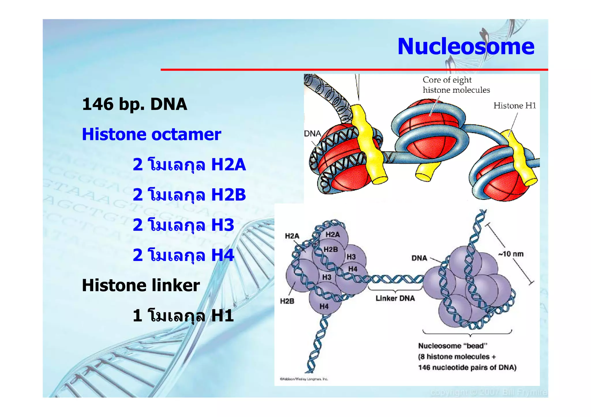 Nucleosome

146 bp. DNA
Histone octamer
     2 โมเลกุล H2A
     2 โมเลกุล H2B
     2 โมเลกุล H3
     2 โมเลกุล H4
Histone linker
     1 โมเลกุล H1
 