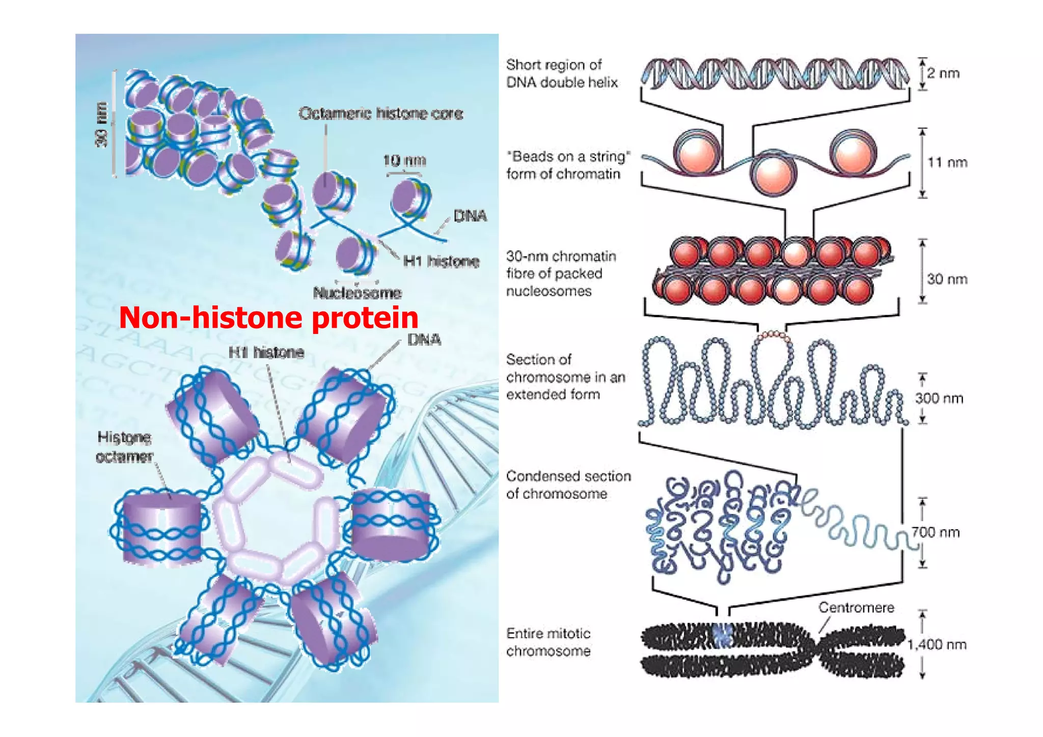 Non-histone protein
 