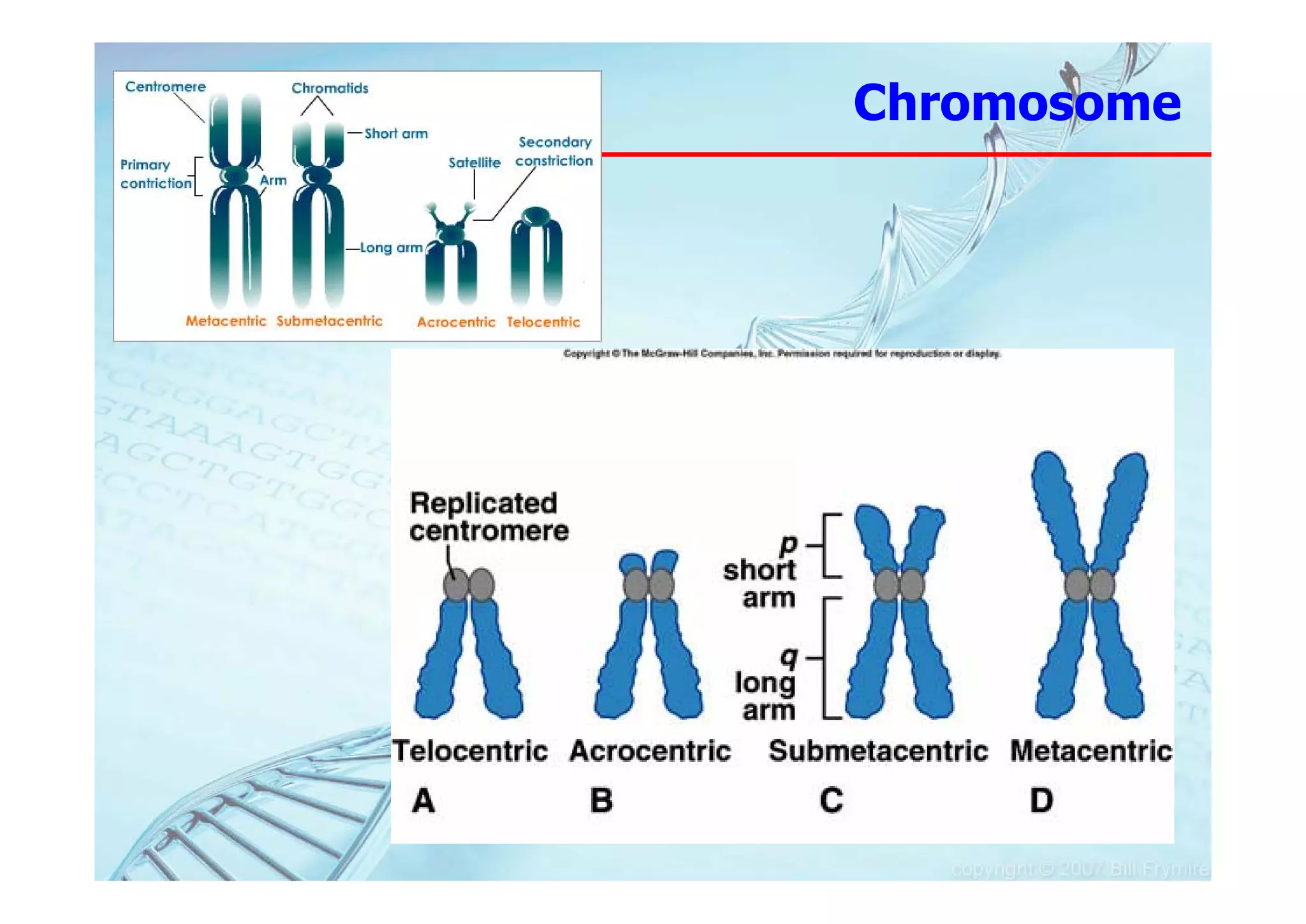 Chromosome
 