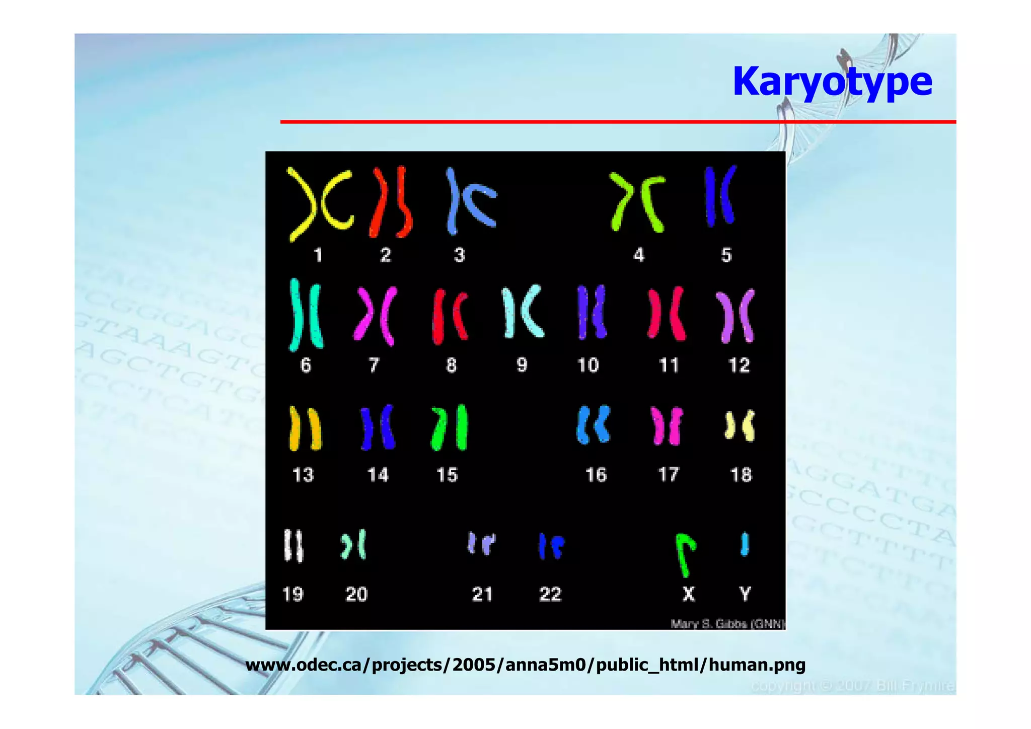 Karyotype




www.odec.ca/projects/2005/anna5m0/public_html/human.png
 