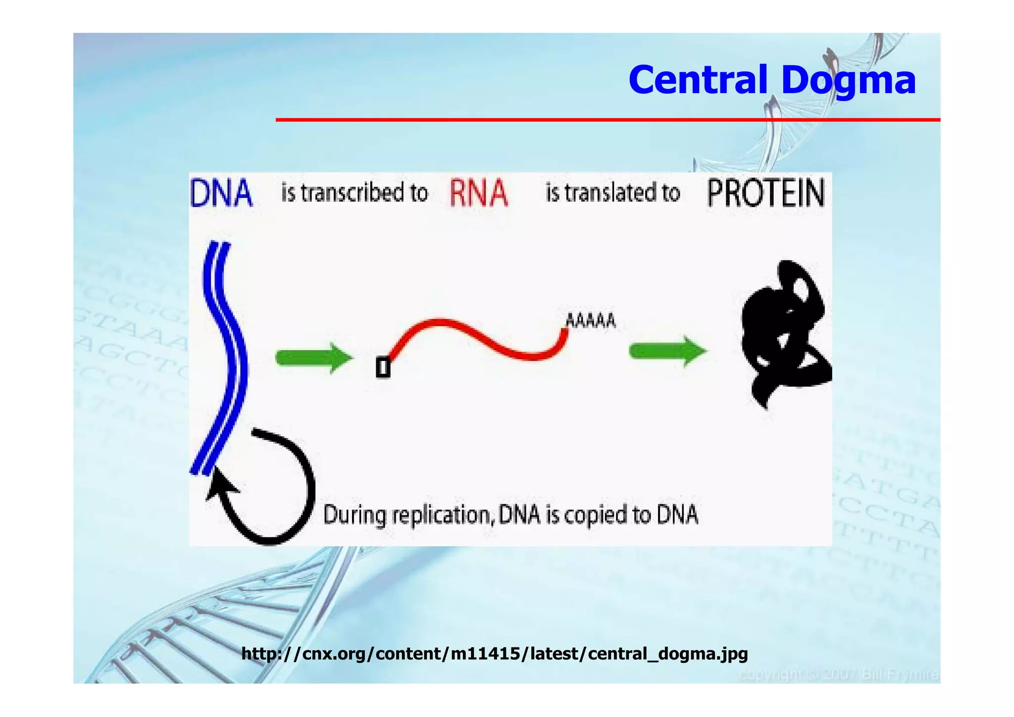Central Dogma




http://cnx.org/content/m11415/latest/central_dogma.jpg
 