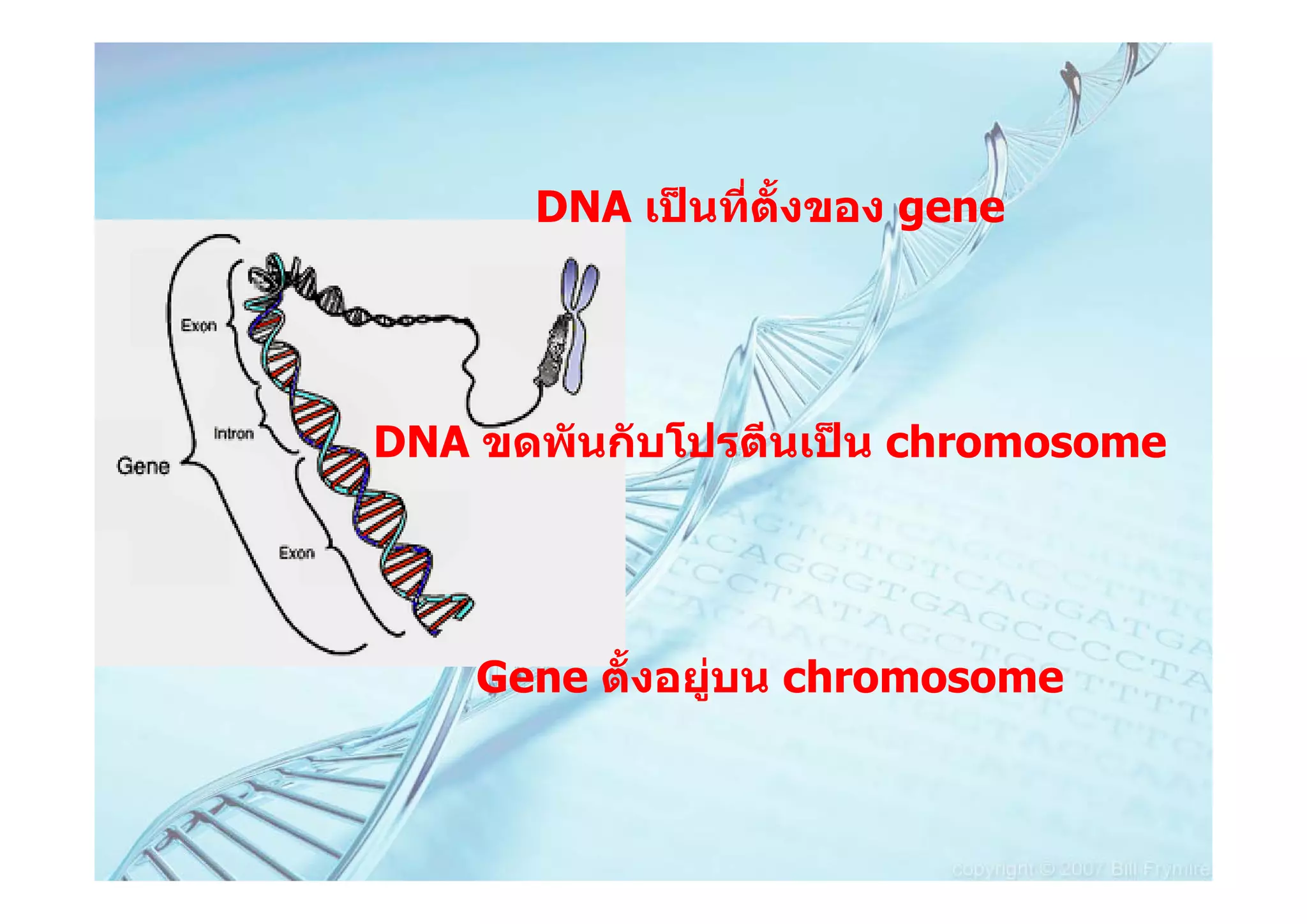 DNA เปนที่ตงของ gene
                  ั้




DNA ขดพันกับโปรตีนเปน chromosome




    Gene ตั้งอยูบน chromosome
 