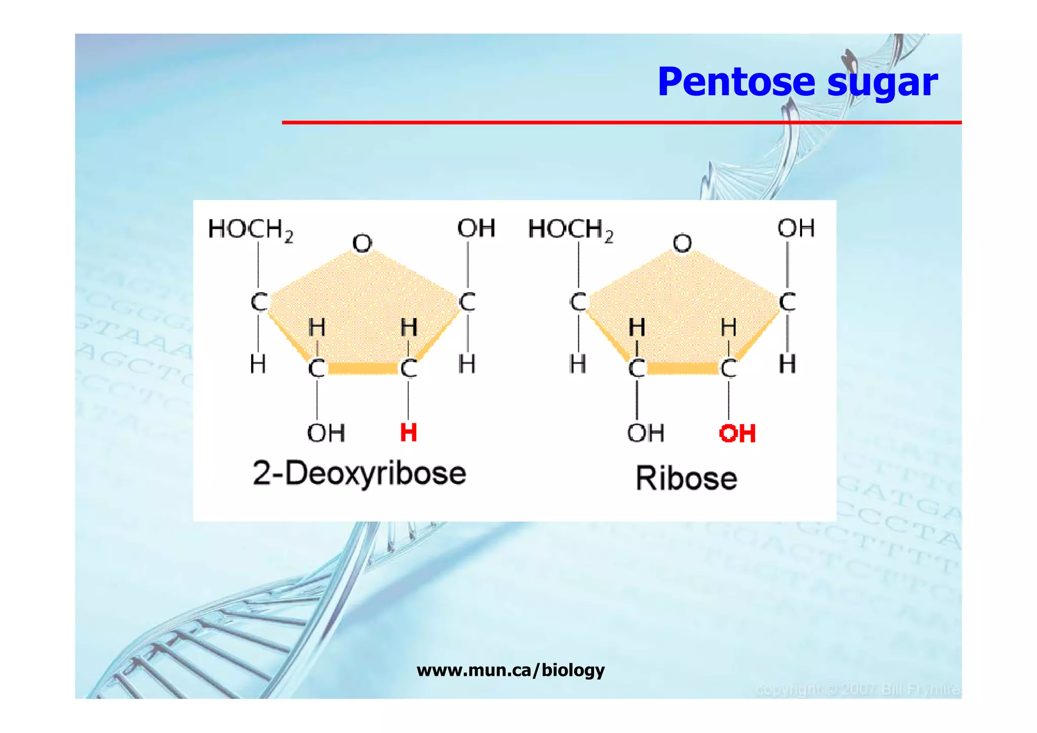 Pentose sugar




www.mun.ca/biology
 
