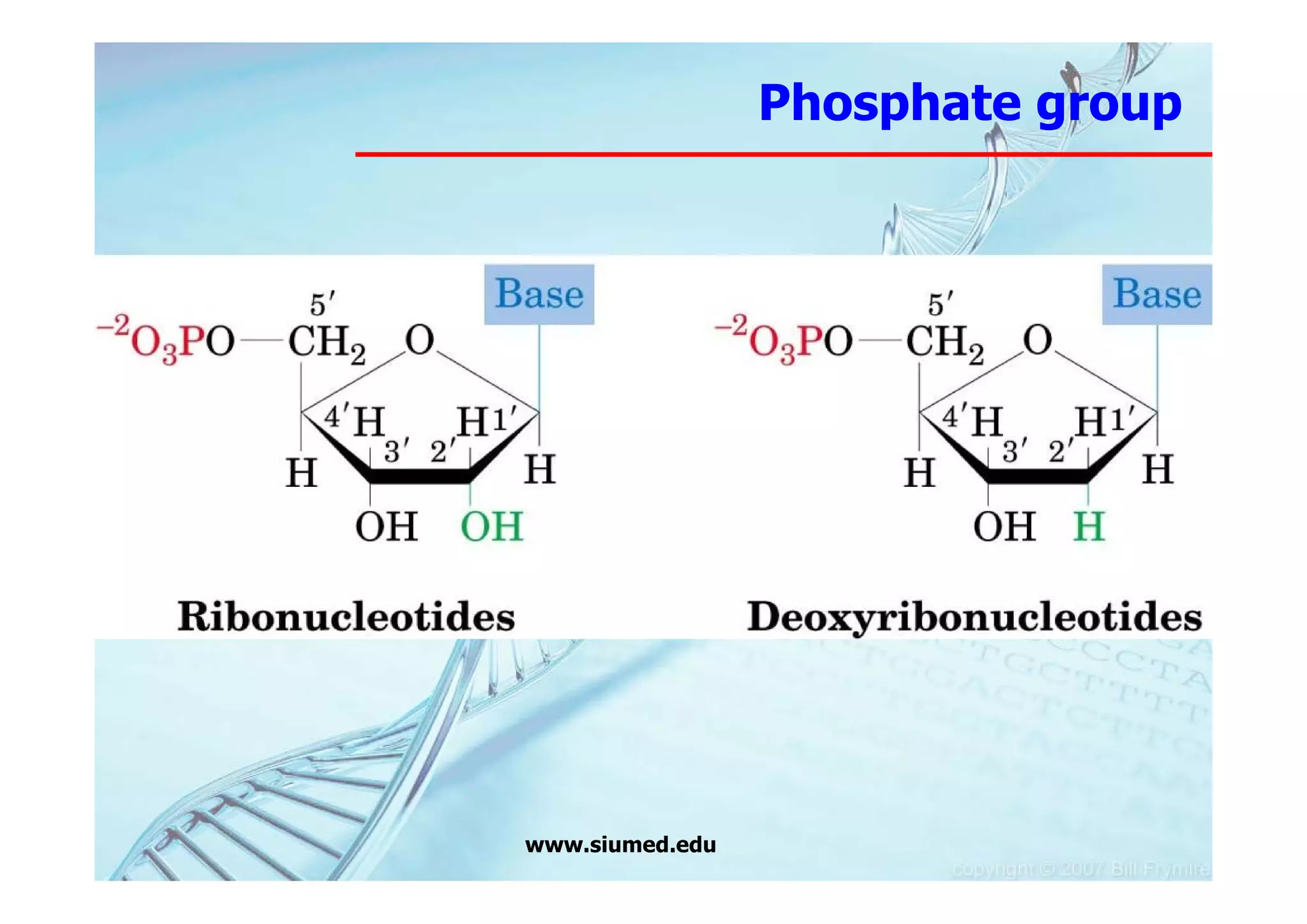 Phosphate group




www.siumed.edu
 