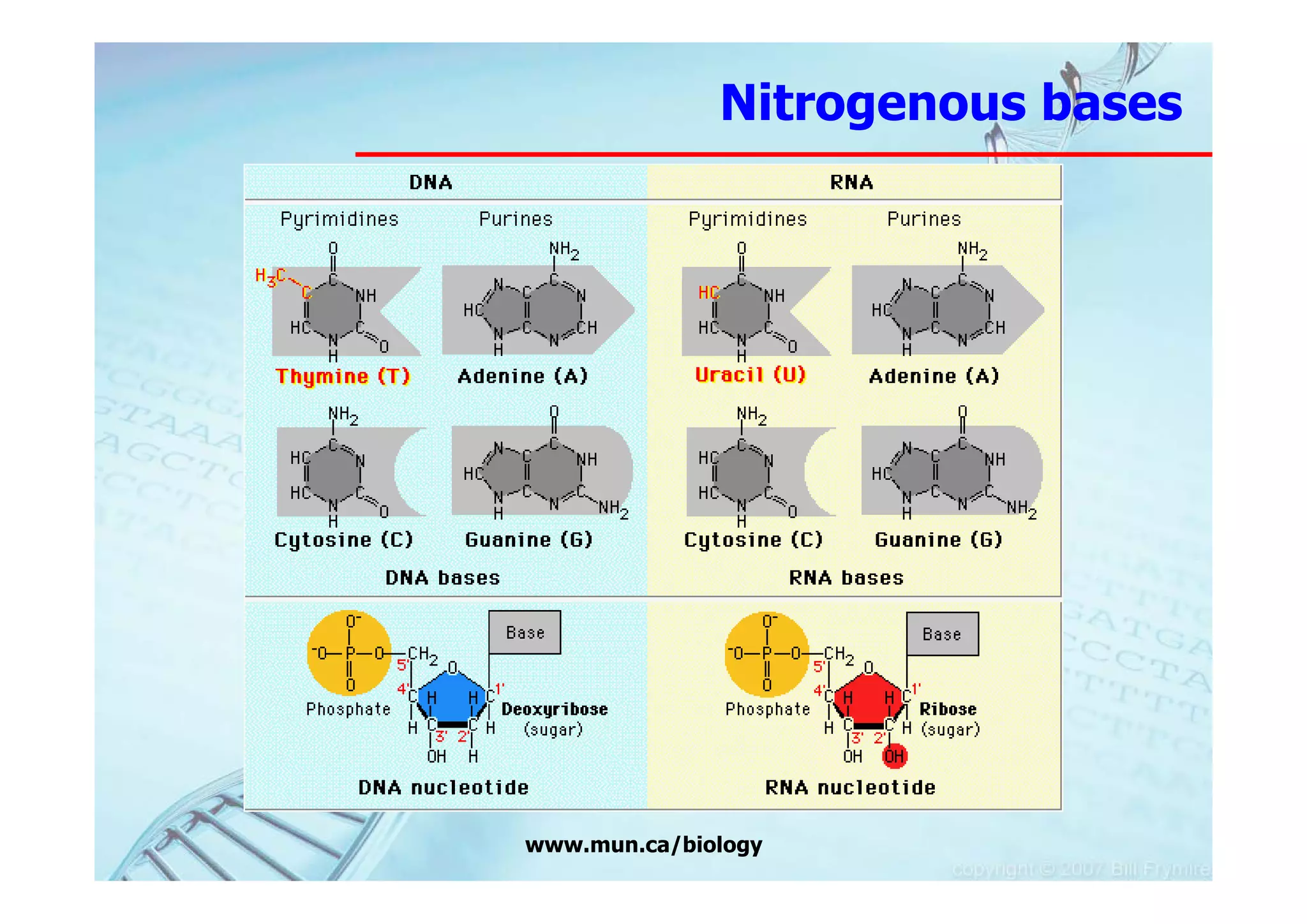 Nitrogenous bases




www.mun.ca/biology
 