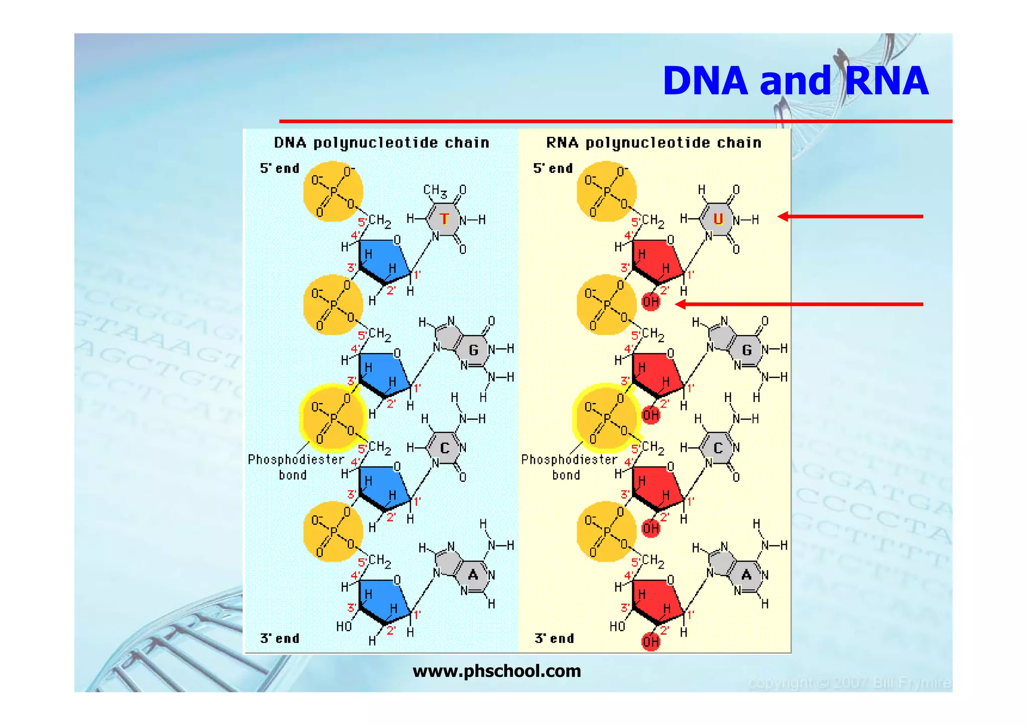 DNA and RNA




www.phschool.com
 