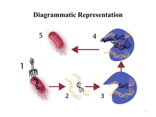Diagrammatic Representation
7
 