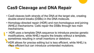 Cas9 Cleavage and DNA Repair
• Cas9 cleaves both strands of the DNA at the target site, creating
double-strand breaks (DSBs) in the DNA molecule.
• Homology-directed repair (HDR) and non-homologous end joining
(NHEJ) mechanisms: Cells repair the DSBs through two main
mechanisms.
• HDR uses a template DNA sequence to introduce precise genetic
modifications, while NHEJ repairs the breaks without a template,
sometimes resulting in small insertions or deletions.
• HDR allows for precise editing but is less efficient, while NHEJ is
more efficient but can introduce unintended mutations.
 