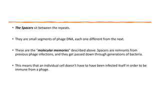 • The Spacers sit between the repeats.
• They are small segments of phage DNA, each one different from the next.
• These are the "molecular memories" described above. Spacers are remnants from
previous phage infections, and they get passed down through generations of bacteria.
• This means that an individual cell doesn’t have to have been infected itself in order to be
immune from a phage.
 