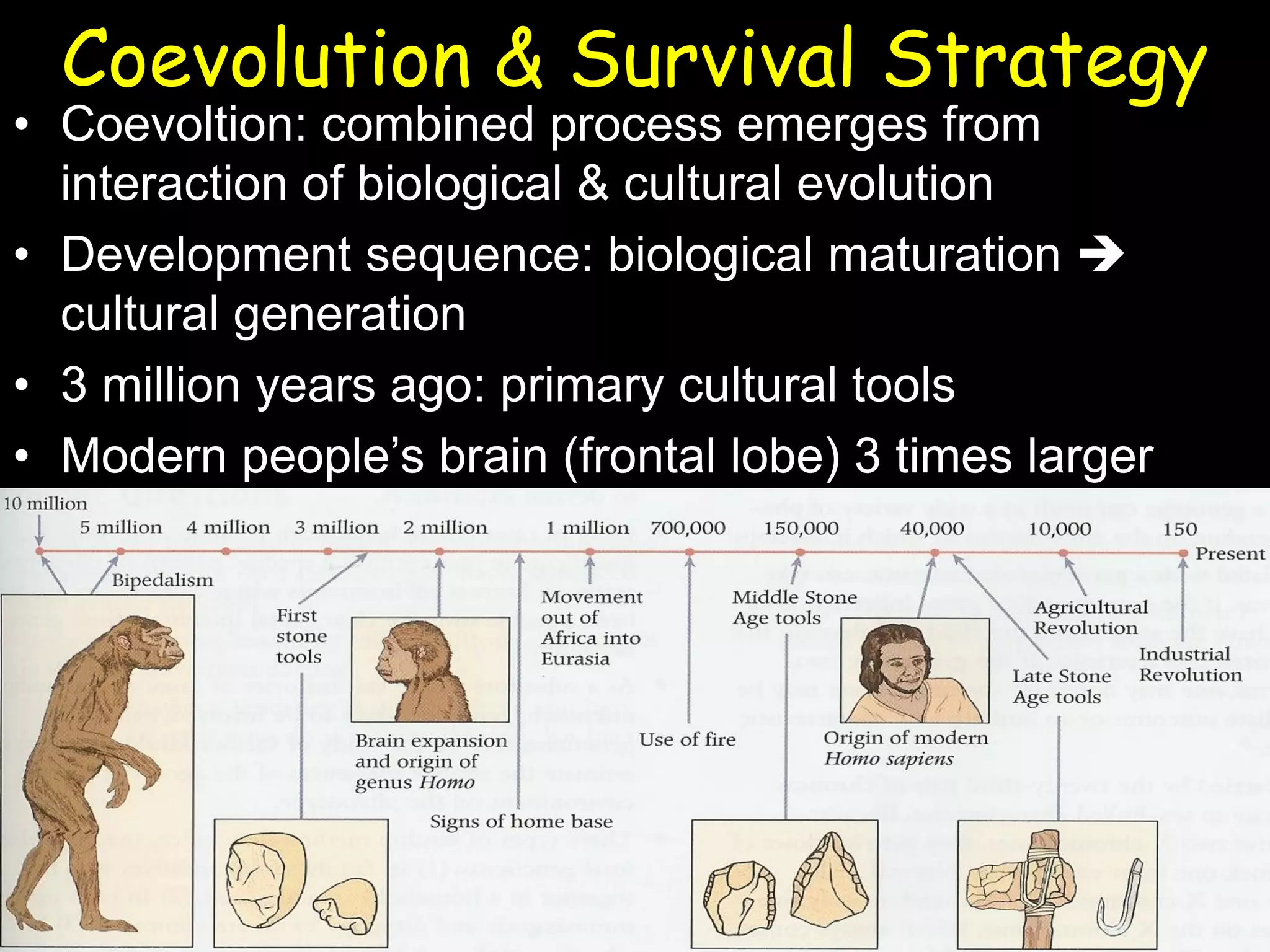 Coevolution & Survival Strategy
• Coevoltion: combined process emerges from
interaction of biological & cultural evolution
• Development sequence: biological maturation 
cultural generation
• 3 million years ago: primary cultural tools
• Modern people’s brain (frontal lobe) 3 times larger
 