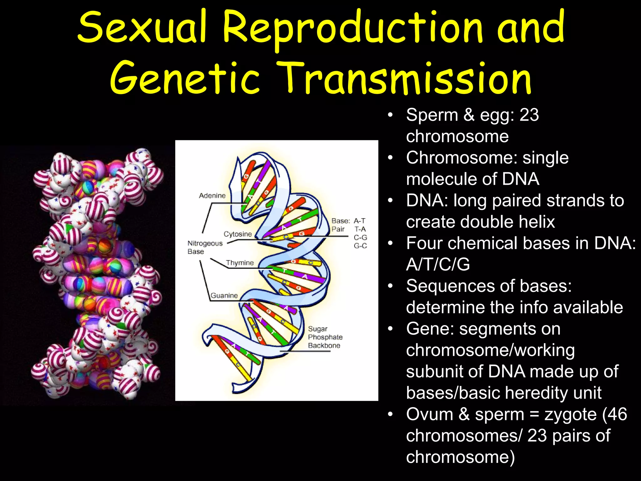 Sexual Reproduction and
Genetic Transmission
• Sperm & egg: 23
chromosome
• Chromosome: single
molecule of DNA
• DNA: long paired strands to
create double helix
• Four chemical bases in DNA:
A/T/C/G
• Sequences of bases:
determine the info available
• Gene: segments on
chromosome/working
subunit of DNA made up of
bases/basic heredity unit
• Ovum & sperm = zygote (46
chromosomes/ 23 pairs of
chromosome)
 