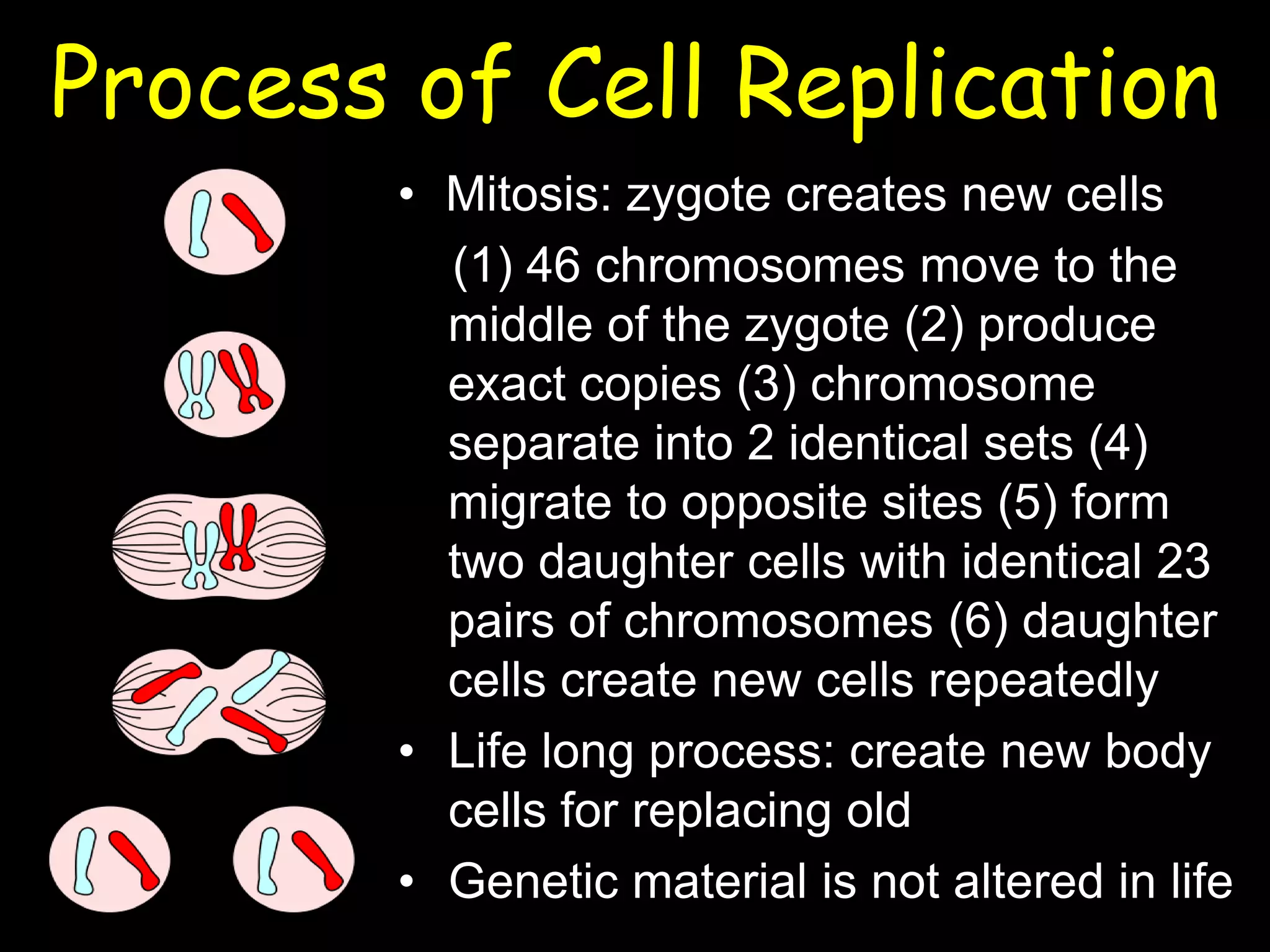 Process of Cell Replication
• Mitosis: zygote creates new cells
(1) 46 chromosomes move to the
middle of the zygote (2) produce
exact copies (3) chromosome
separate into 2 identical sets (4)
migrate to opposite sites (5) form
two daughter cells with identical 23
pairs of chromosomes (6) daughter
cells create new cells repeatedly
• Life long process: create new body
cells for replacing old
• Genetic material is not altered in life
 
