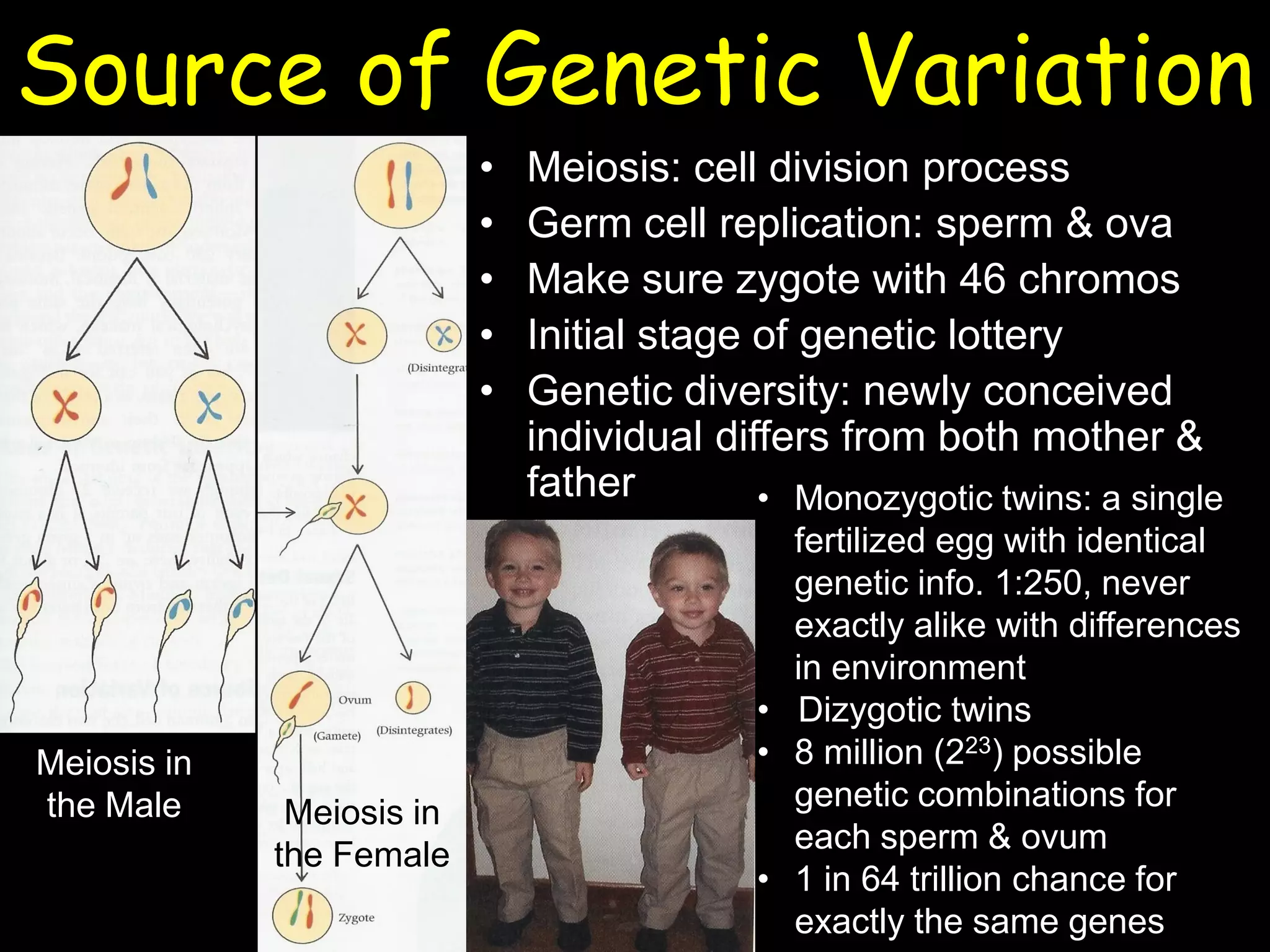 Source of Genetic Variation
• Meiosis: cell division process
• Germ cell replication: sperm & ova
• Make sure zygote with 46 chromos
• Initial stage of genetic lottery
• Genetic diversity: newly conceived
individual differs from both mother &
father
Meiosis in
the Male Meiosis in
the Female
• Monozygotic twins: a single
fertilized egg with identical
genetic info. 1:250, never
exactly alike with differences
in environment
• Dizygotic twins
• 8 million (223) possible
genetic combinations for
each sperm & ovum
• 1 in 64 trillion chance for
exactly the same genes
 