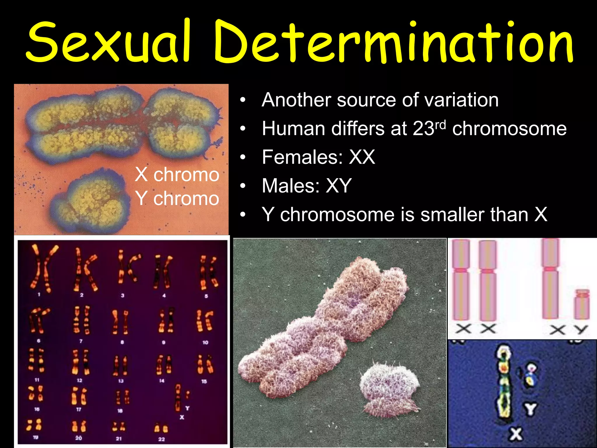 Sexual Determination
• Another source of variation
• Human differs at 23rd chromosome
• Females: XX
• Males: XY
• Y chromosome is smaller than X
X chromo
Y chromo
 