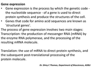 Gene expression
• Gene expression is the process by which the genetic code -
the nucleotide sequence - of a gene is used to direct
protein synthesis and produce the structures of the cell.
• Genes that code for amino acid sequences are known as
'structural genes'.
The process of gene expression involves two main stages:
Transcription: the production of messenger RNA (mRNA) by
the enzyme RNA polymerase, and the processing of the
resulting mRNA molecule.
Translation: the use of mRNA to direct protein synthesis, and
the subsequent post-translational processing of the
protein molecule.
Dr. Shiny C Thomas, Department of Biosciences, ADBU
 