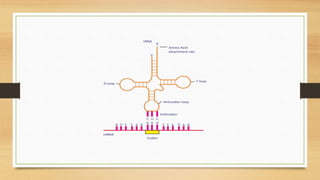 Gene Expression-1.pptx