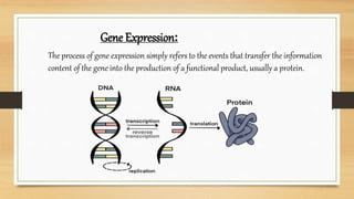 Gene Expression-1.pptx | Programming Languages | Computing