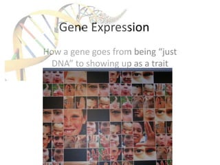 Gene Expression How a gene goes from being “just DNA” to showing up as a trait 