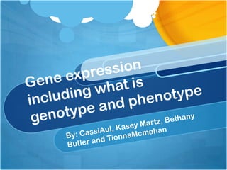 Gene expression including what is genotype and phenotype By: CassiAul, Kasey Martz, Bethany Butler and TionnaMcmahan 