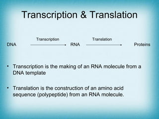 DNA RNA Proteins Transcription & Translation Transcription is the making of an RNA molecule from a DNA template Translation is the construction of an amino acid sequence (polypeptide) from an RNA molecule. Transcription Translation