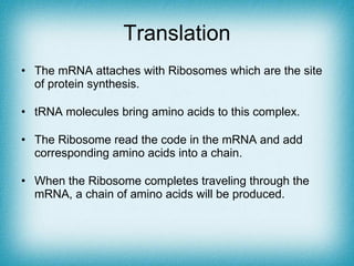 Translation The mRNA attaches with Ribosomes which are the site of protein synthesis. tRNA molecules bring amino acids to this complex. The Ribosome read the code in the mRNA and add corresponding amino acids into a chain. When the Ribosome completes traveling through the mRNA, a chain of amino acids will be produced.