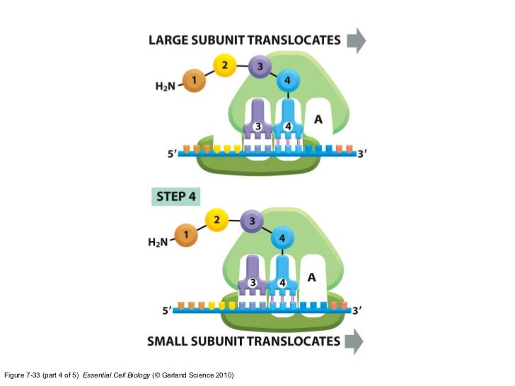 Gene expression
